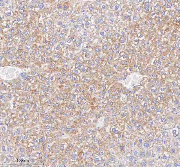 a09159 2 hao1 primary antibodies ihc testing 3