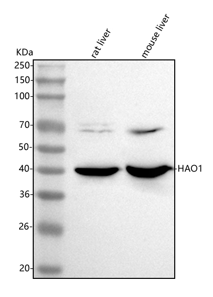  Western blot analysis of HAO1 using anti-HAO1 antibody (A09159-2)