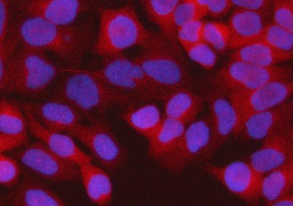 a09164 1 rps15a primary antibodies if testing 5