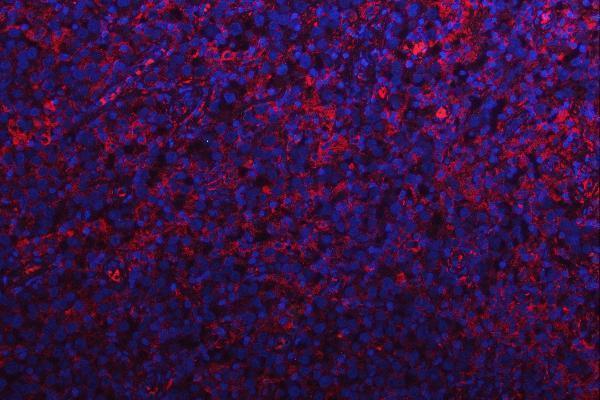a09164 1 rps15a primary antibodies if testing 6