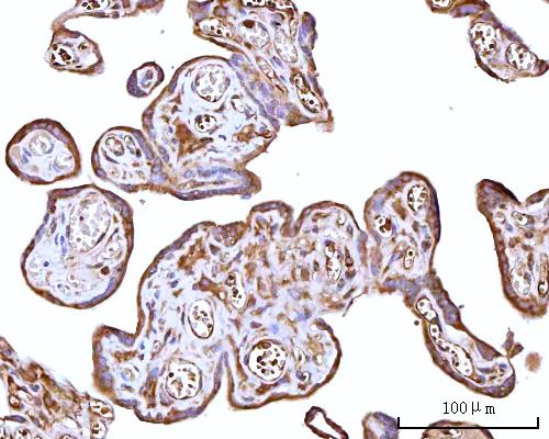  IHC analysis of RPS15A using anti-RPS15A antibody (A09164-1)