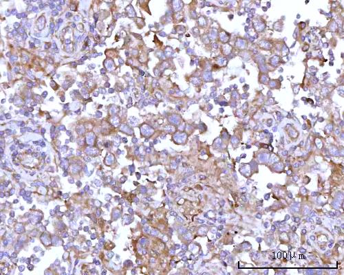 a09164 1 rps15a primary antibodies ihc testing 4