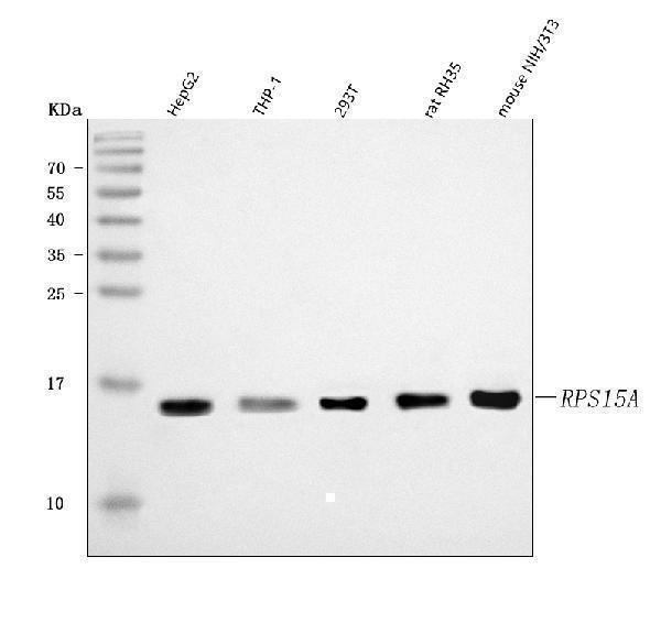  Western blot analysis of RPS15A using anti-RPS15A antibody (A09164-1)
