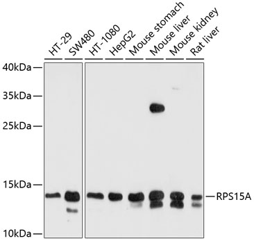 a09164 rps15a primary antiboties wb testing 1