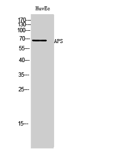 a09167 sh2b2 primary antibodies wb testing 1