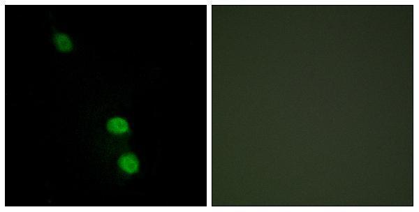 a09168 1 tead2 primary antibodies if testing 1