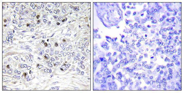 a09168 1 tead2 primary antibodies ihc testing 3