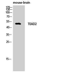 a09168 1 tead2 primary antibodies wb testing 2