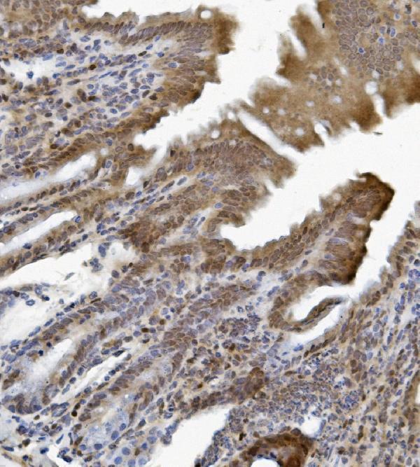 a09168 2 tead2 primary antibodies ihc testing 5