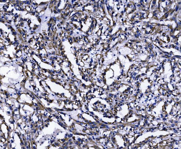 a09172 2 tomm70 primary antibodies ihc testing 5