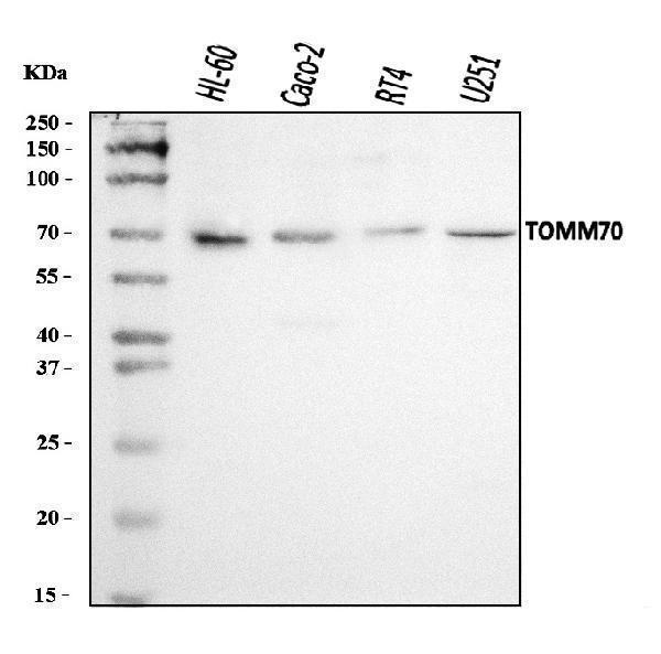 a09172 2 tomm70 primary antibodies wb testing 1