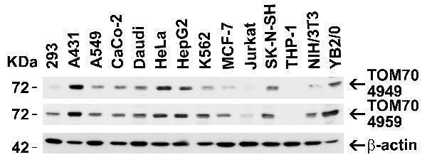 a09172 tomm70a primary antibodies wb testing 1