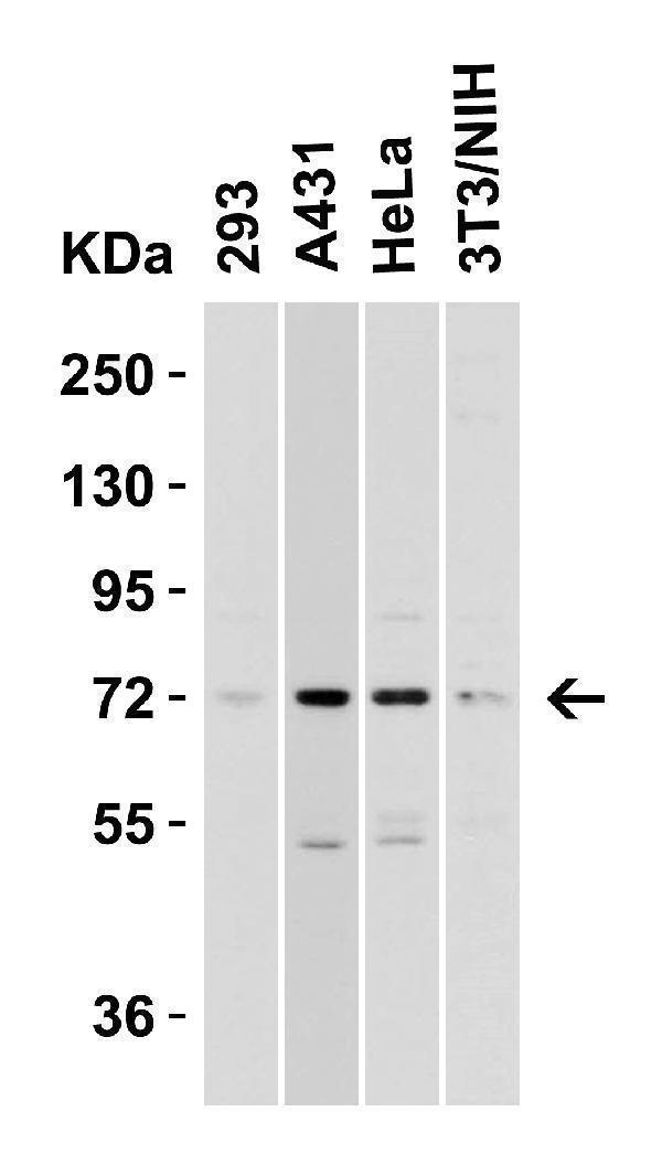 a09172 tomm70a primary antibodies wb testing 2