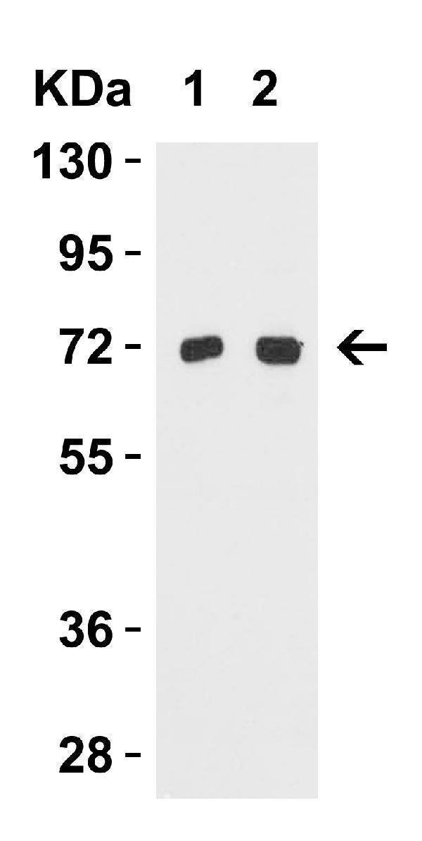 a09172 tomm70a primary antibodies wb testing 3