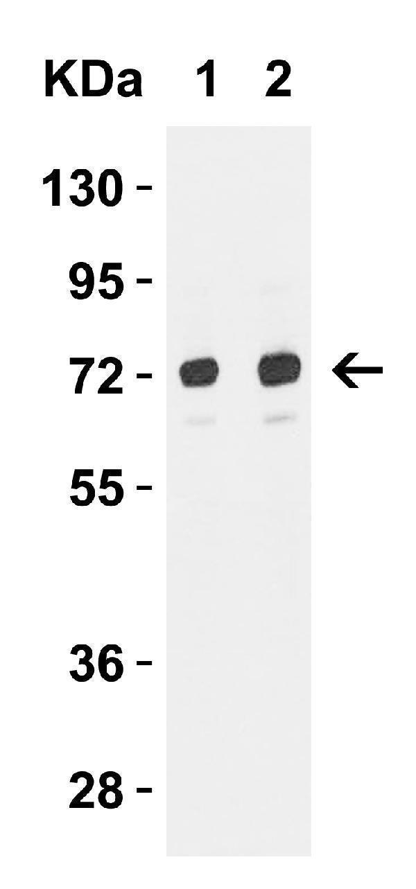 a09172 tomm70a primary antibodies wb testing 4