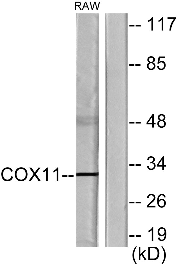 Western blot analysis of lysates from RAW264