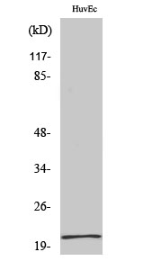 Western Blot (WB) analysis of specific cells using Cerebellin 1 Polyclonal antibody