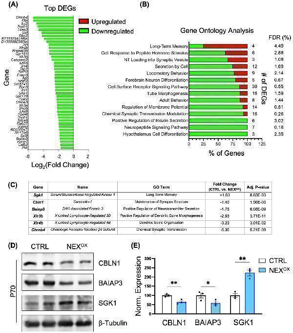 NEXMIF overexpression results in transcriptional dysregulation in the brain
