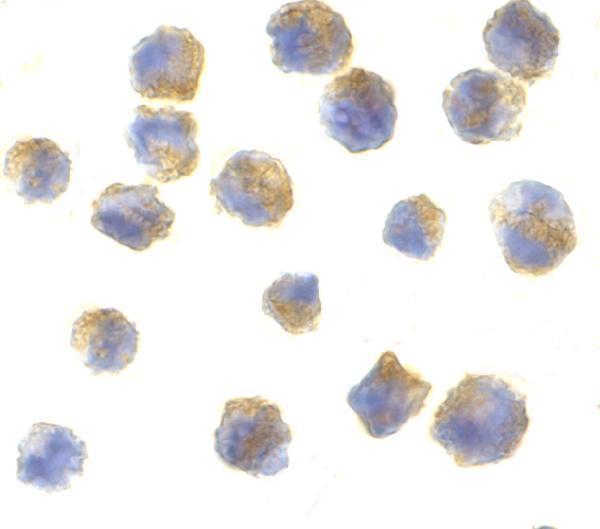 Immunocytochemistry of precerebellin in 3T3 cells with precerebellin antibody at 10 μg/mL