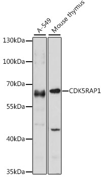 Western blot analysis of extracts of various cell lines, using CDK5RAP1 antibody  at 1:1000 dilution