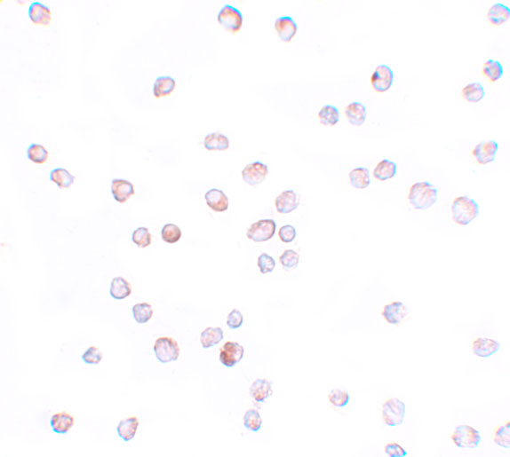 a09179 scube2 primary antibodies icc testing 2