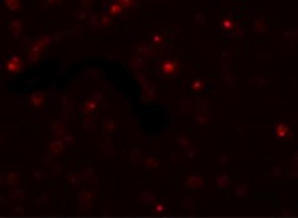 a09179 scube2 primary antibodies if testing 3