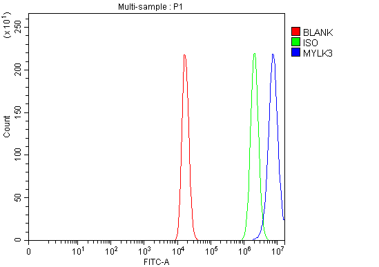  Flow Cytometry analysis of HEL cells using anti-MYLK3 antibody (A09180-1)