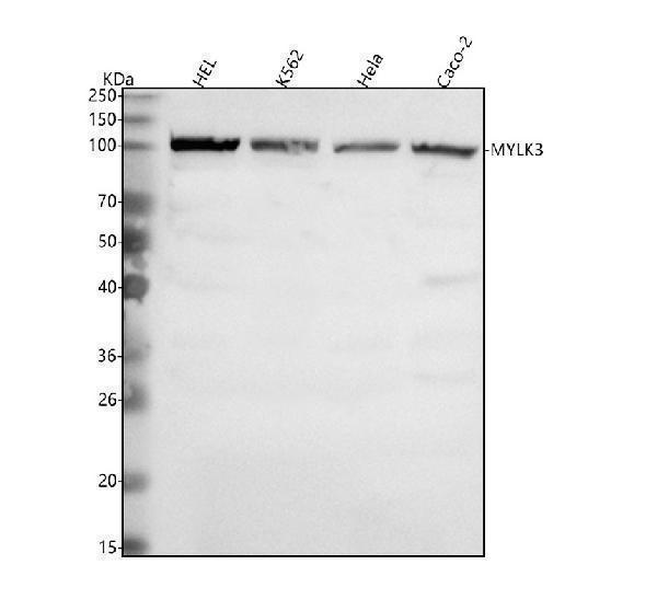  Western blot analysis of MYLK3 using anti-MYLK3 antibody (A09180-1)