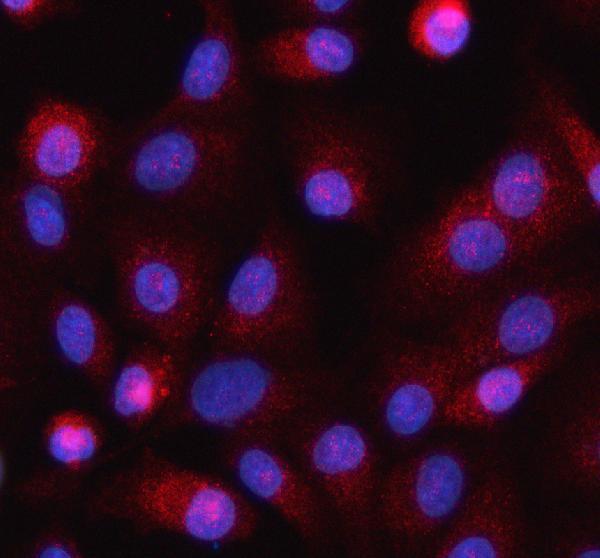 a09181 1 helz primary antibodies if testing 2