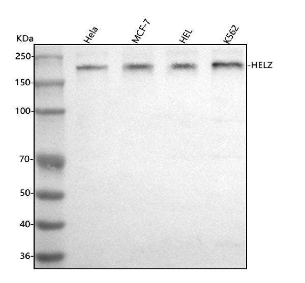 a09181 1 helz primary antibodies wb testing 1