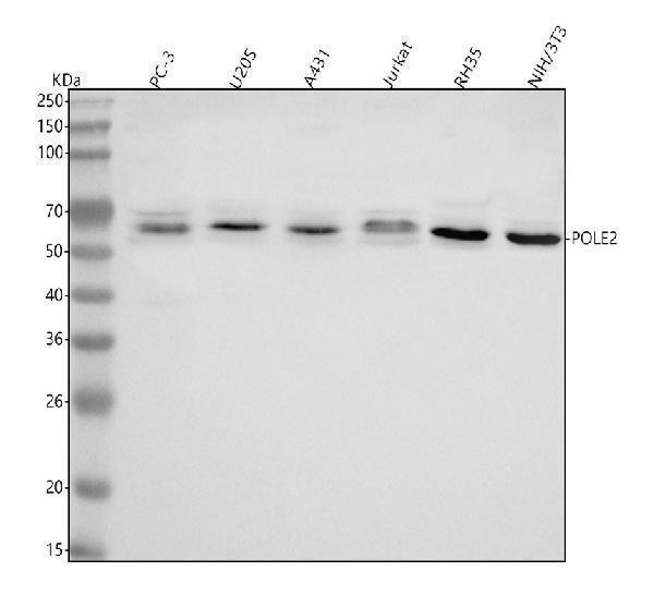 a09182 2 pole2 primary antibodies wb testing 1