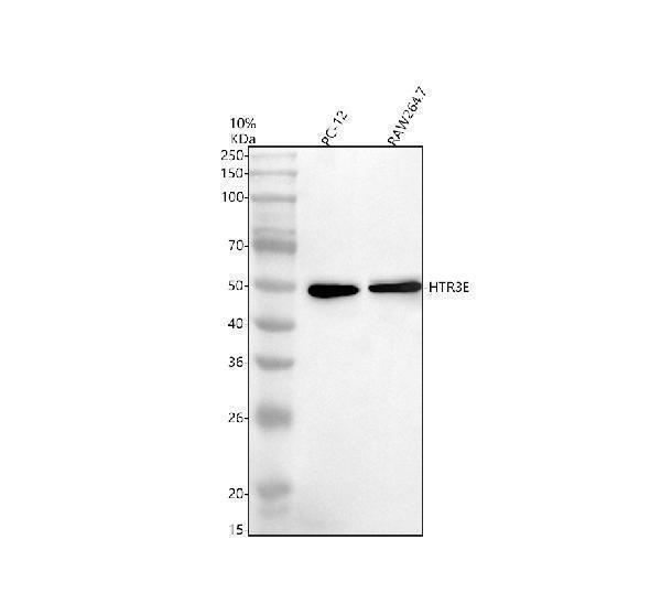  Western blot analysis of HTR3E using anti-HTR3E antibody (A09183-1)