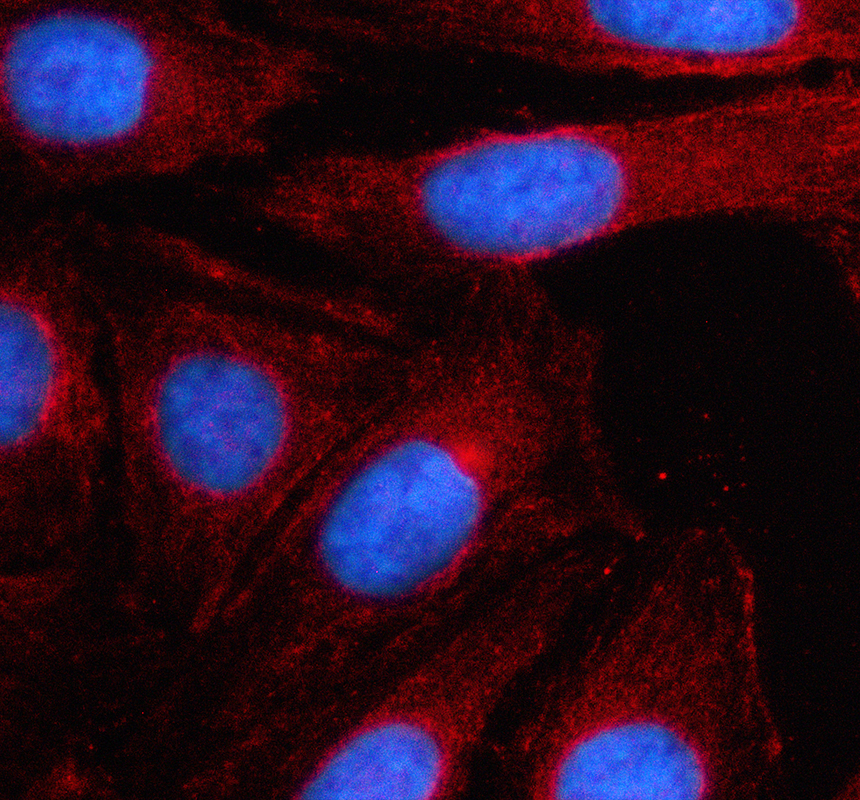 a09184 1 man2a1 primary antibodies if testing 1