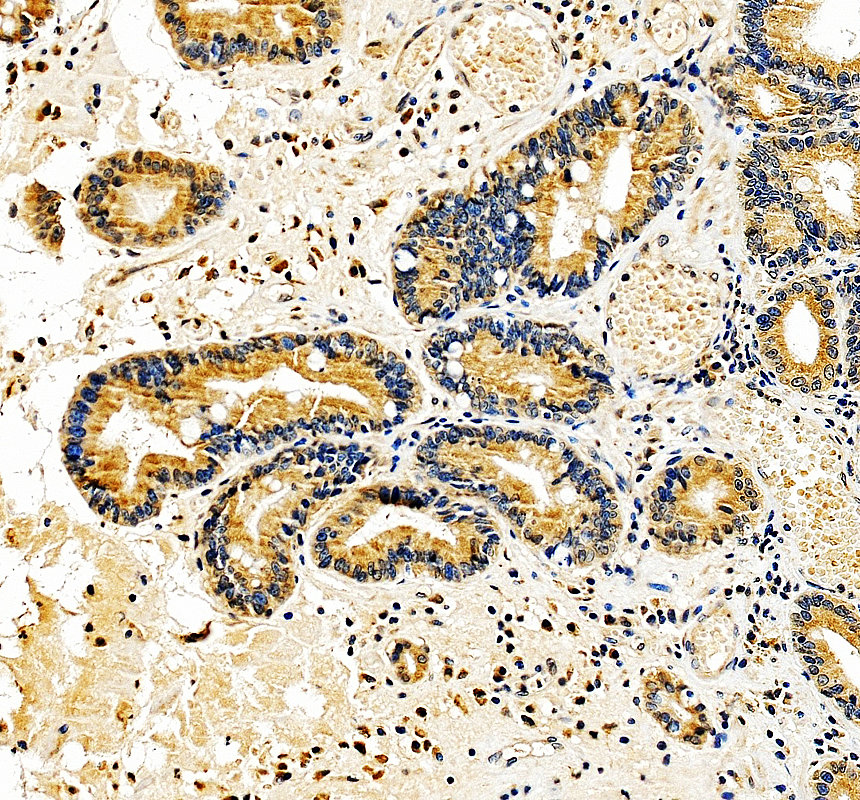 a09184 1 man2a1 primary antibodies ihc testing 4