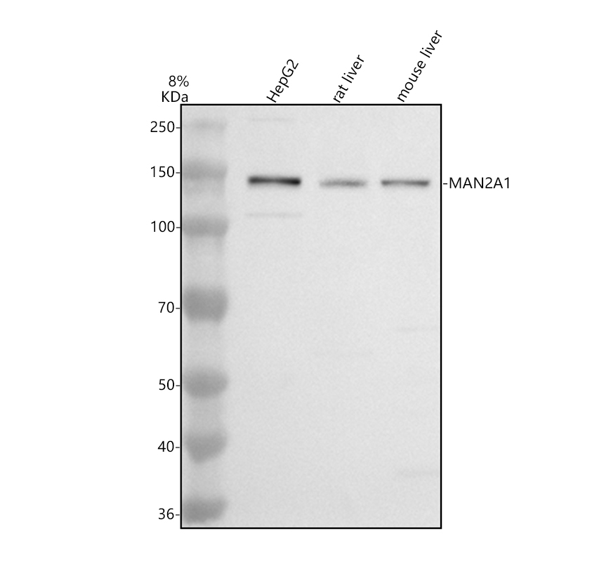 Western blot analysis of MAN2A1 using anti-MAN2A1 antibody (A09184-1)