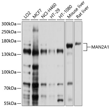 a09184 man2a1 primary antiboties wb testing 1