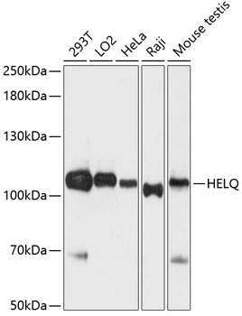 a09185 helq primary antiboties wb testing 1