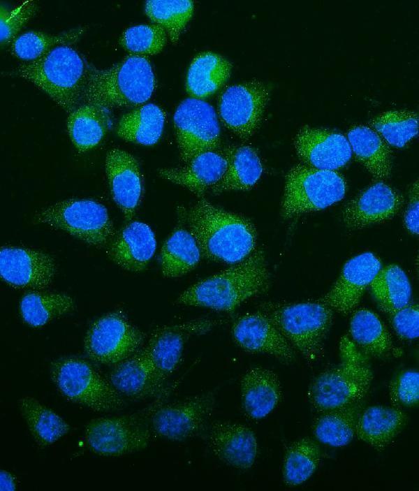 a09186 3 ca13 primary antibodies if testing 6