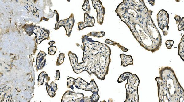 a09186 3 ca13 primary antibodies ihc testing 4