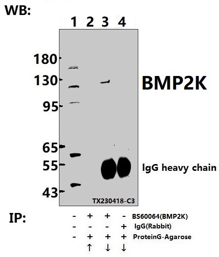 a09187 bmp2k primary antiboties ip testing 4