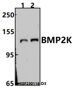 a09187 bmp2k primary antiboties wb testing 1