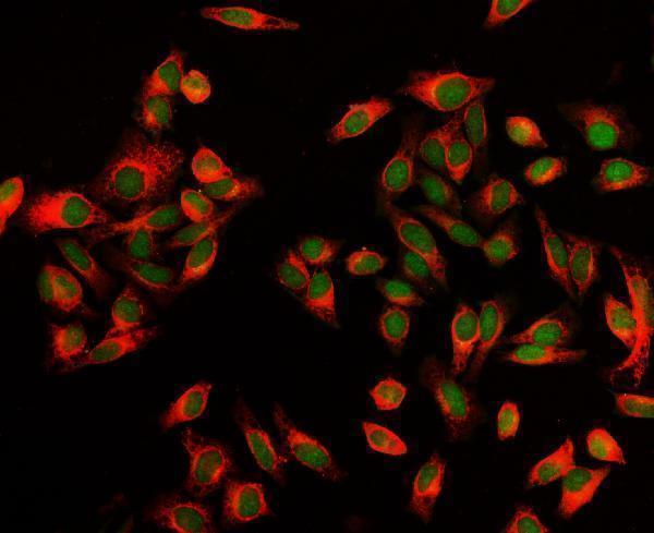 a09191 1 exosc8 primary antibodies if testing 9