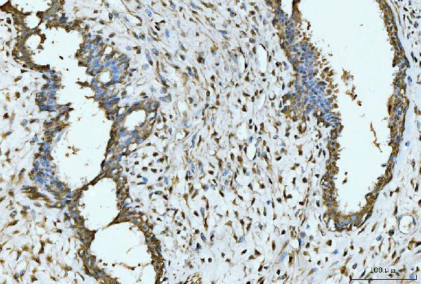 a09191 1 exosc8 primary antibodies ihc testing 4