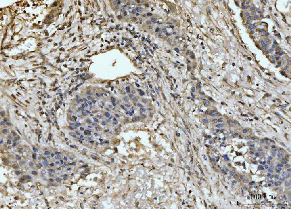 a09191 1 exosc8 primary antibodies ihc testing 6