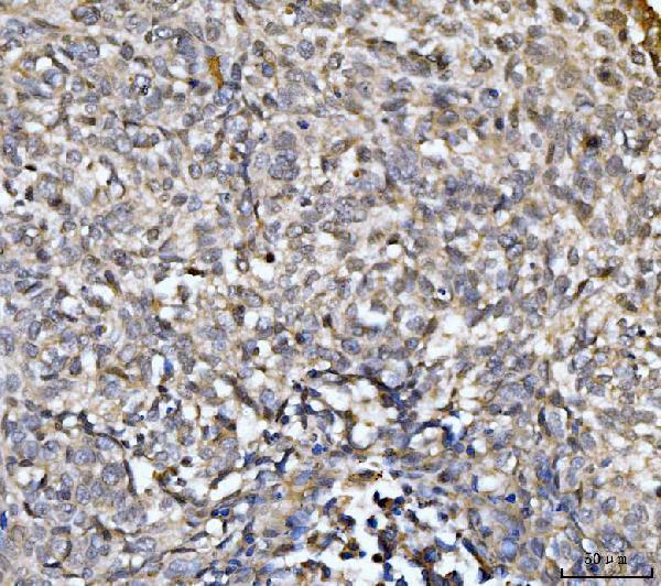 a09191 1 exosc8 primary antibodies ihc testing 7
