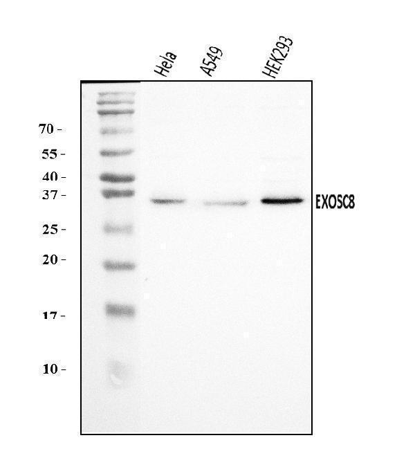  Western blot analysis of EXOSC8 using anti-EXOSC8 antibody (A09191-1)