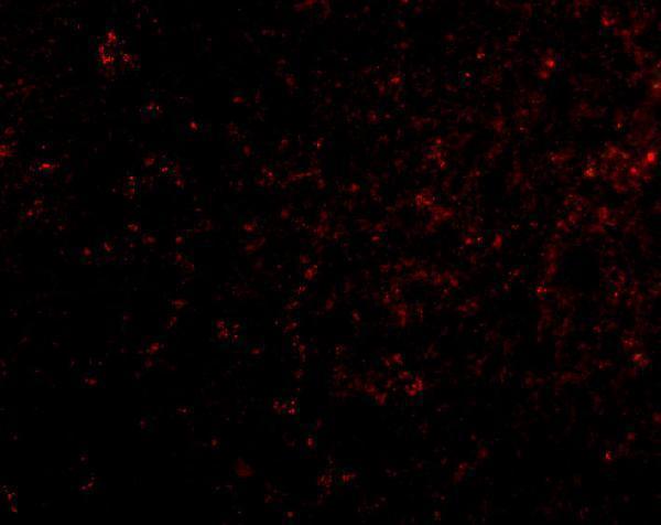 a09195 grik4 primary antibodies if testing 3
