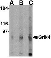 a09195 grik4 primary antibodies wb testing 1