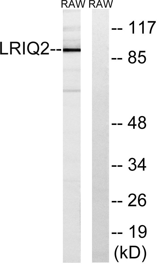 a09196 1 cep97 primary antibodies wb testing 2