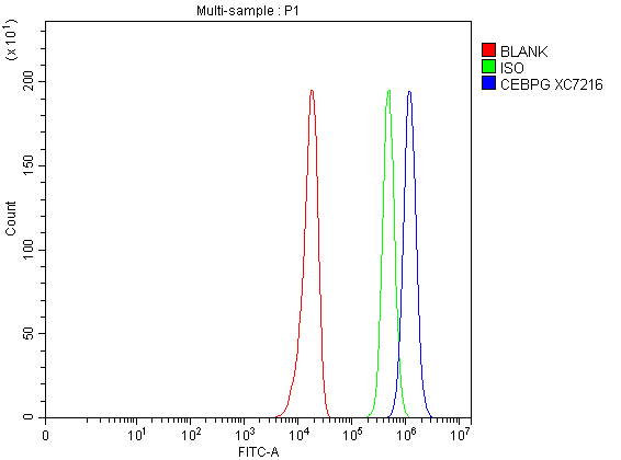 Flow Cytometry analysis of U251 cells using anti-CEBPG antibody (A09205-2)